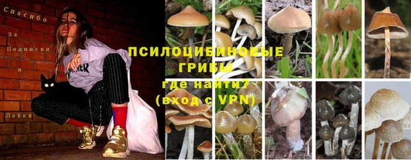 шишки Белокуриха